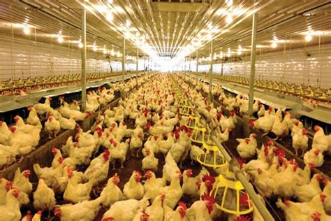 PHL 2024 broiler chicken production forecast at 1.53 million .